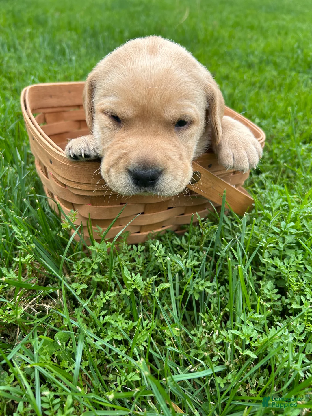 Labrador Retriever dogs for sale: Abe Lincoln - Orange - Ad 1