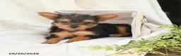 Yorkshire Terrier dogs for sale: Baxter - Ad 3