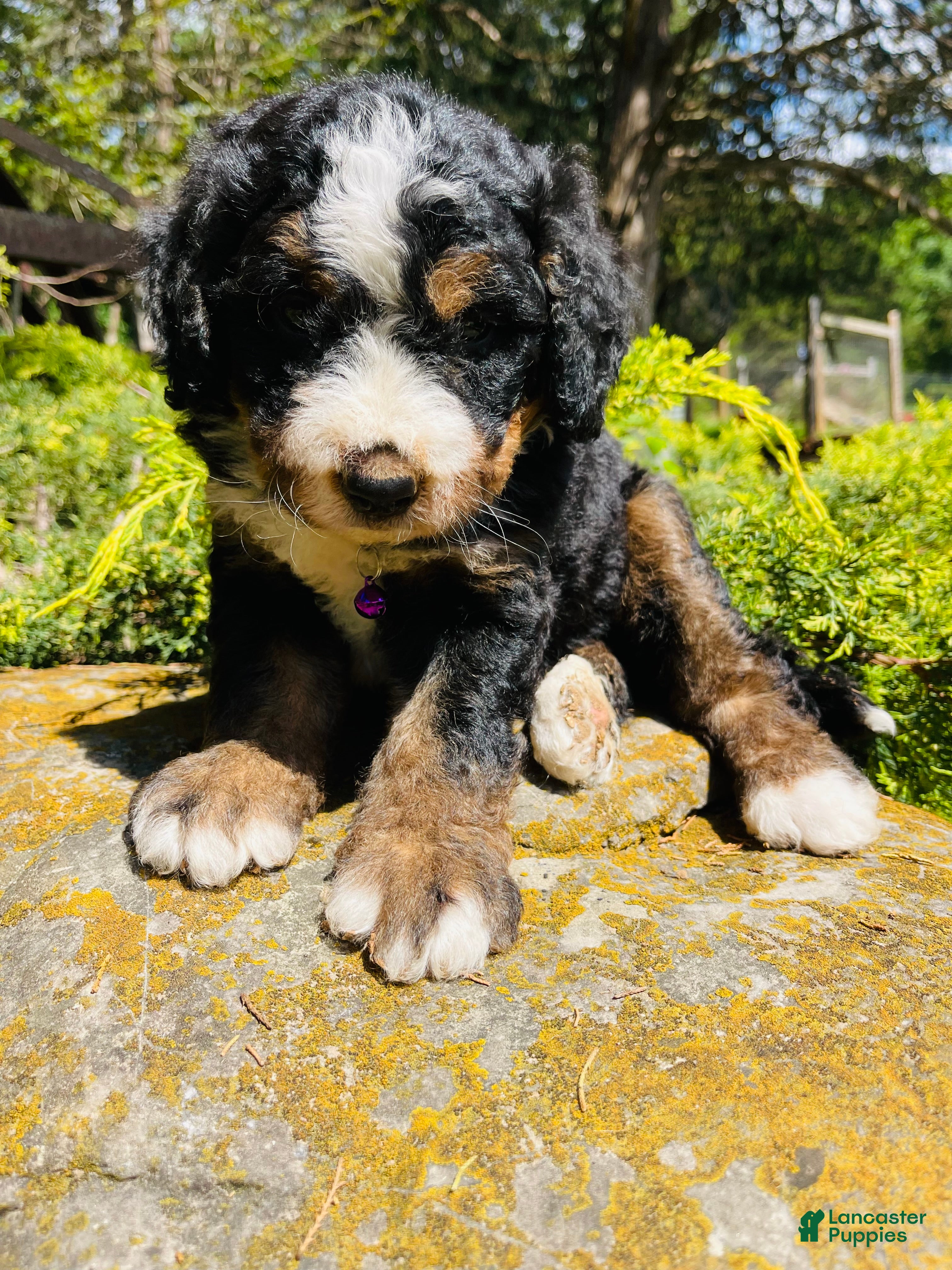 Bernedoodle dogs Bourbon “Ultra Bernedoodle” - Ad 35