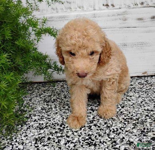 Mini Goldendoodle dogs Mini Goldendoodle 1 Luis - Ad 9