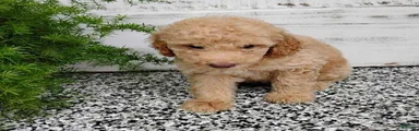 Mini Goldendoodle 1 Luis