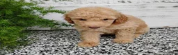 Mini Goldendoodle dogs for sale: Mini Goldendoodle 1 Luis - Ad 1
