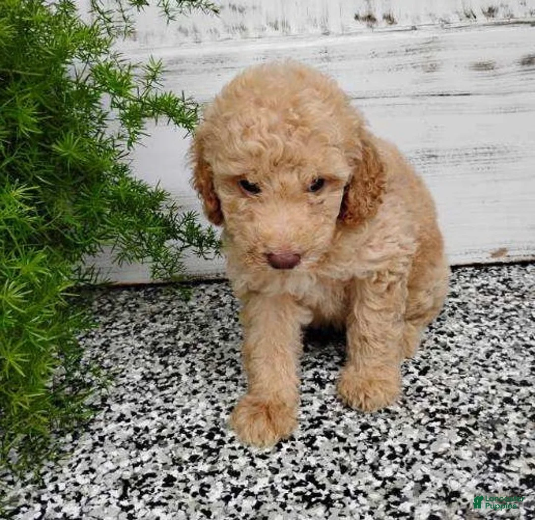 Mini Goldendoodle dogs for sale: Mini Goldendoodle 1 Luis - Ad 1