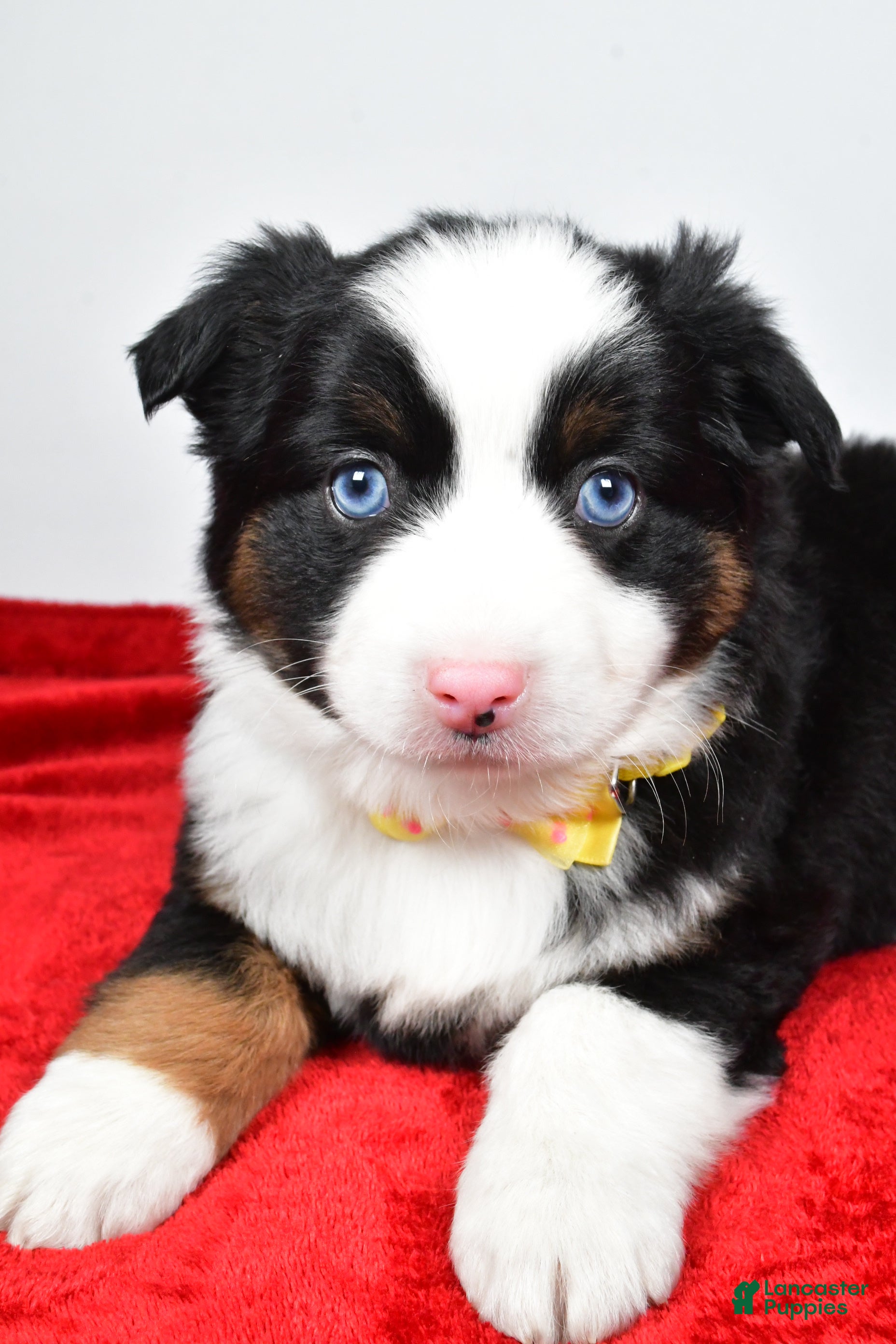 Miniature Australian Shepherd dogs Rick - Ad 23