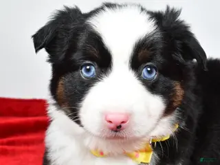 Miniature Australian Shepherd dogs Rick - Ad 41