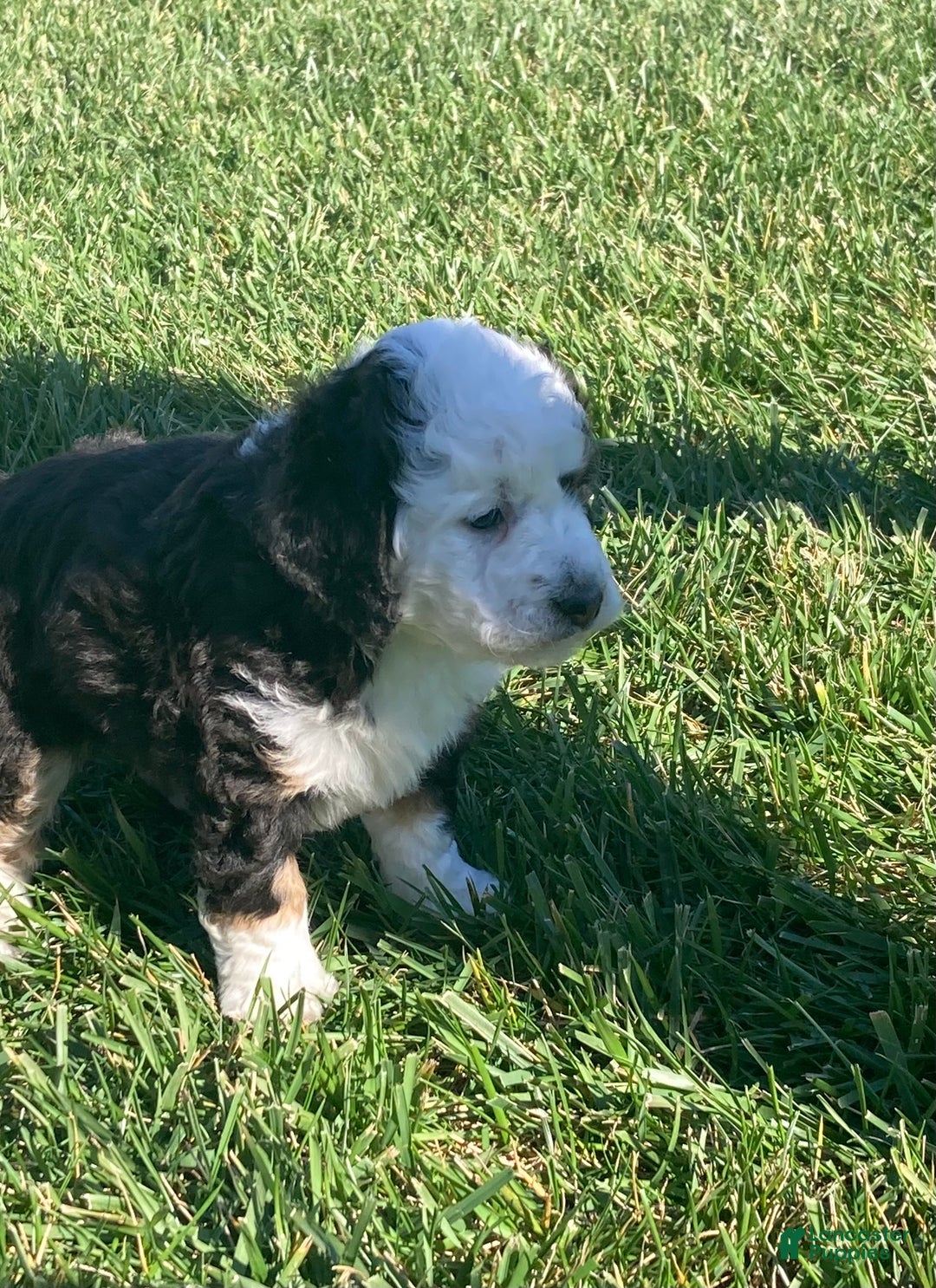 Mini Bernedoodle dogs for sale: Pepper  - Ad 3