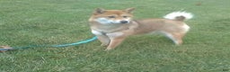 Shiba Inu dogs for sale: Remi - Ad 6