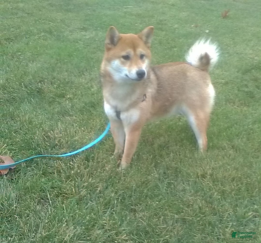 Shiba Inu dogs for sale: Remi - Ad 6