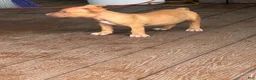 American Bully dogs for sale: American Bully 1 - Ad 2