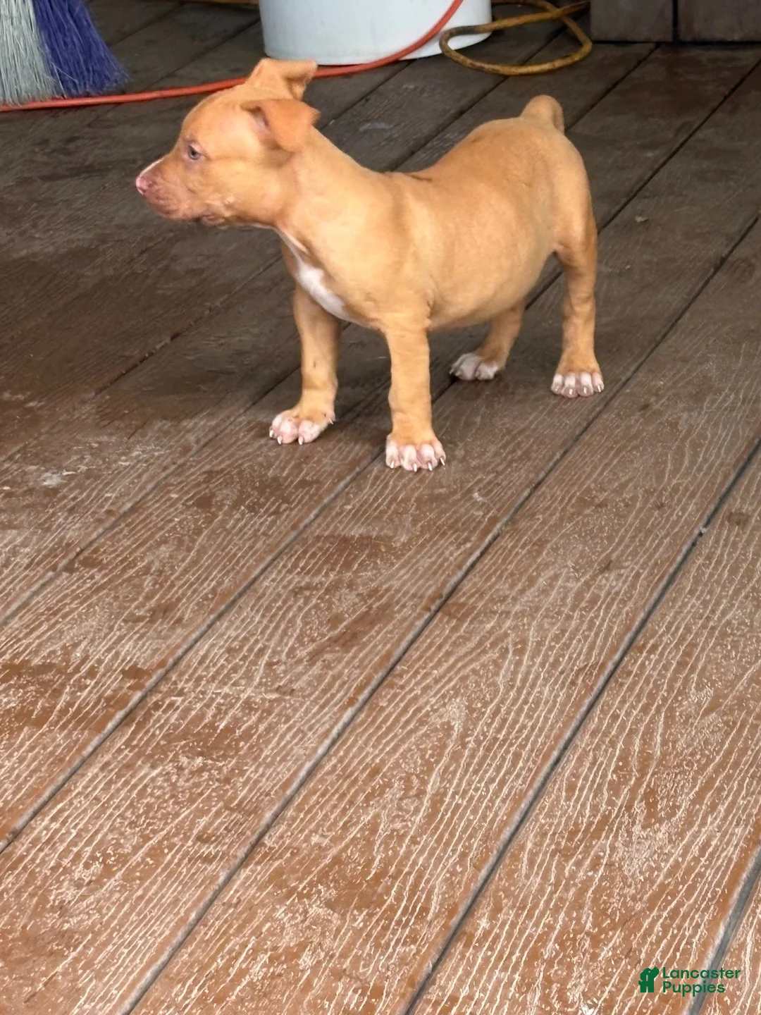 American Bully dogs for sale: American Bully 1 - Ad 2