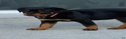 Rottweiler dogs for sale: Belize  - Ad 4
