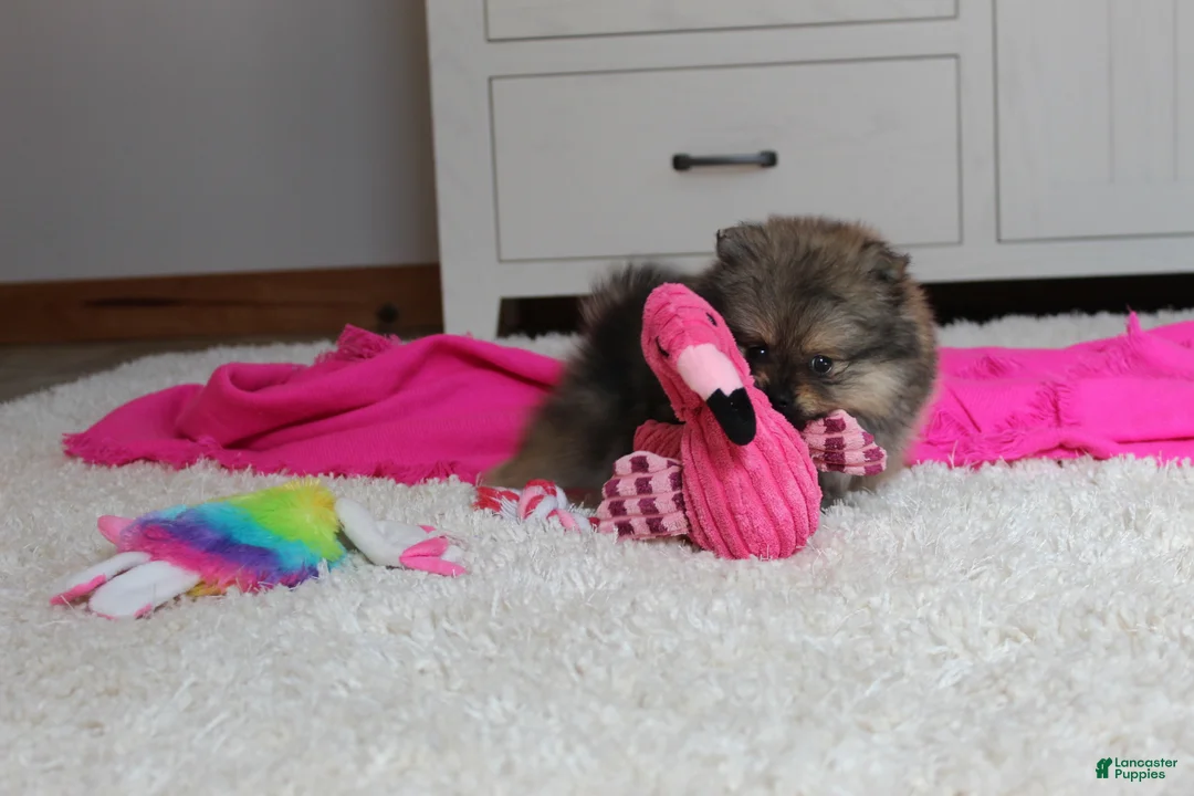 Pomeranian dogs for sale: Delilah - Ad 5