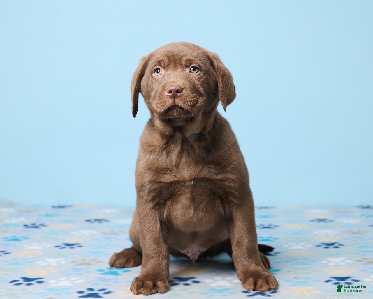 Labrador Retriever dogs Rocky - Ad 29