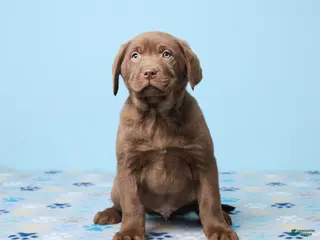 Labrador Retriever dogs Rocky - Ad 29