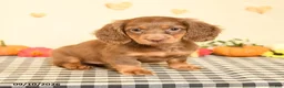 Miniature Dachshund dogs for sale: Maddox - Ad 2