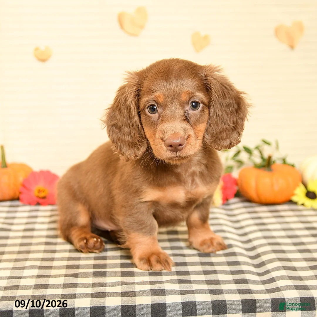 Miniature Dachshund dogs for sale: Maddox - Ad 2