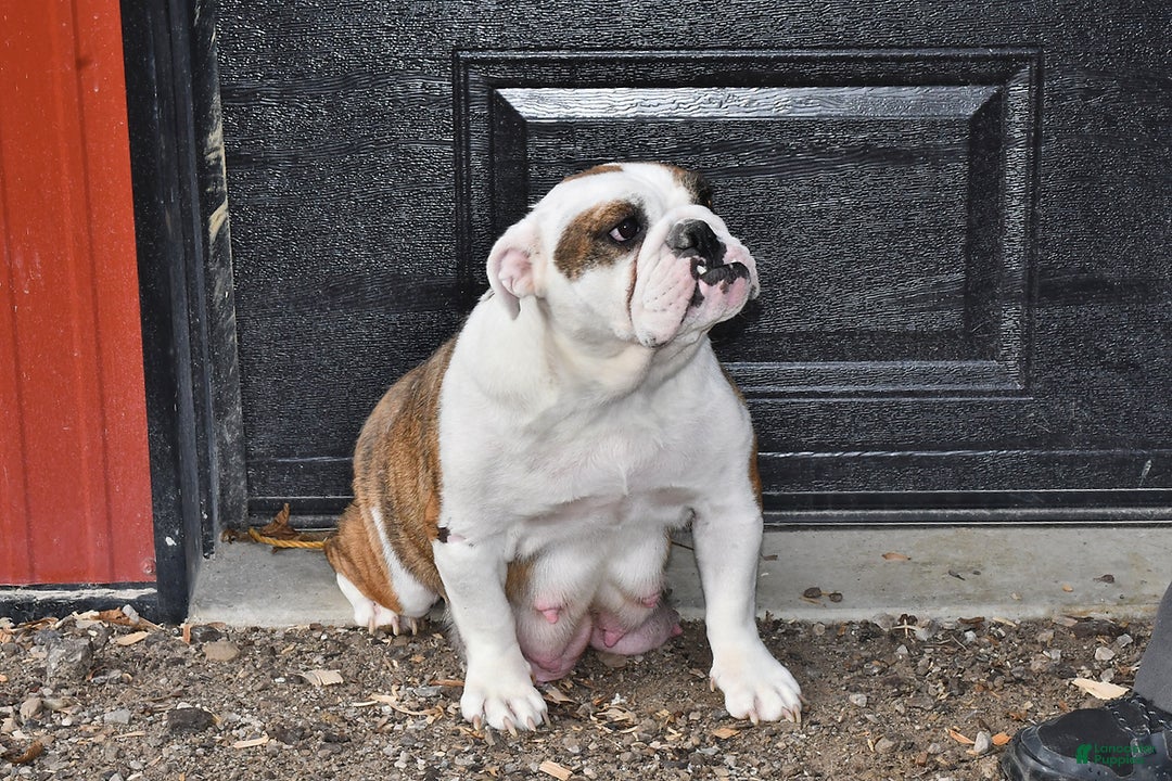 English Bulldog dogs for sale: Sandra - Ad 6