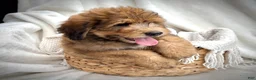 Bernedoodle dogs for sale: Theo - Ad 5