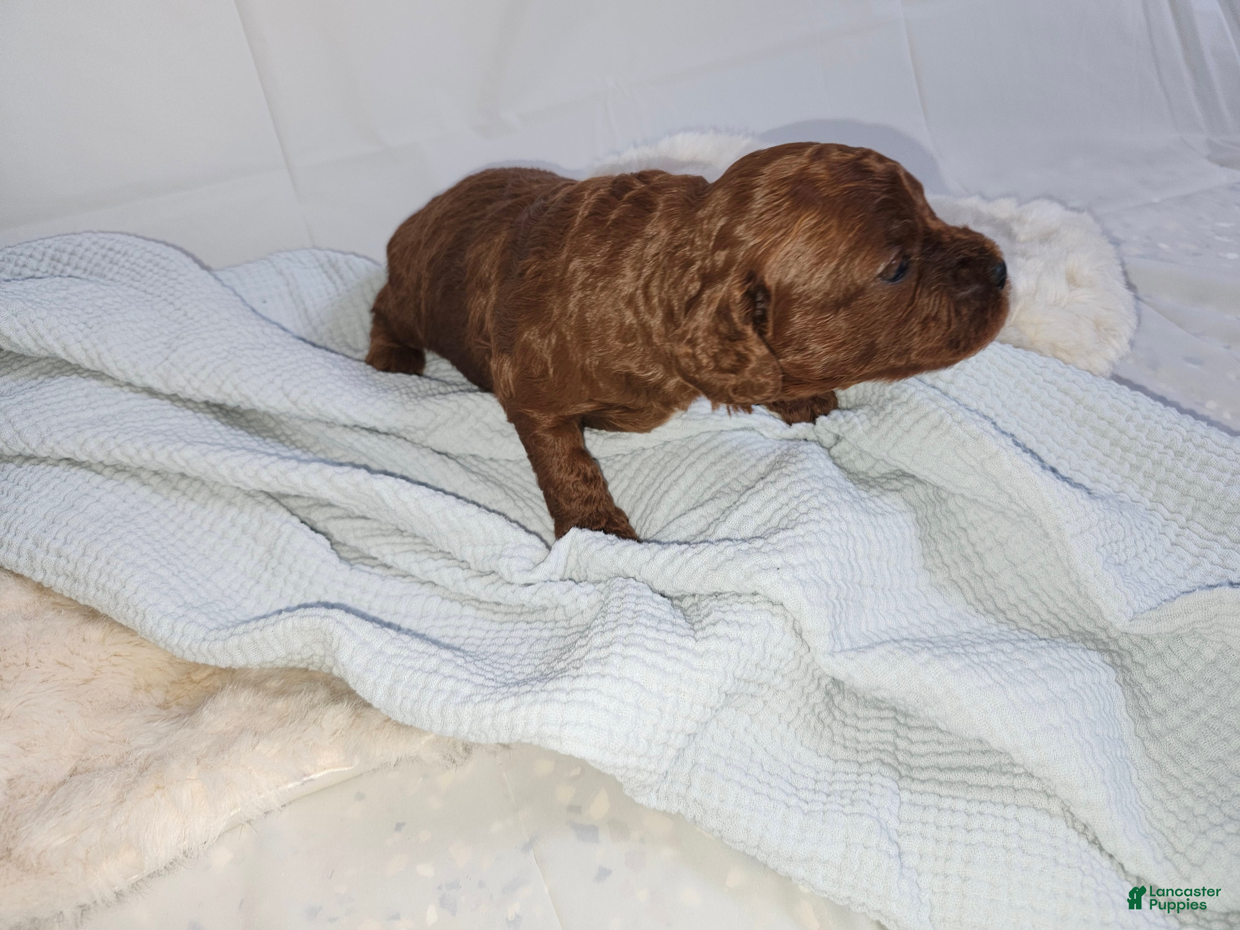 Cavapoo dogs Forrest  - Ad 2