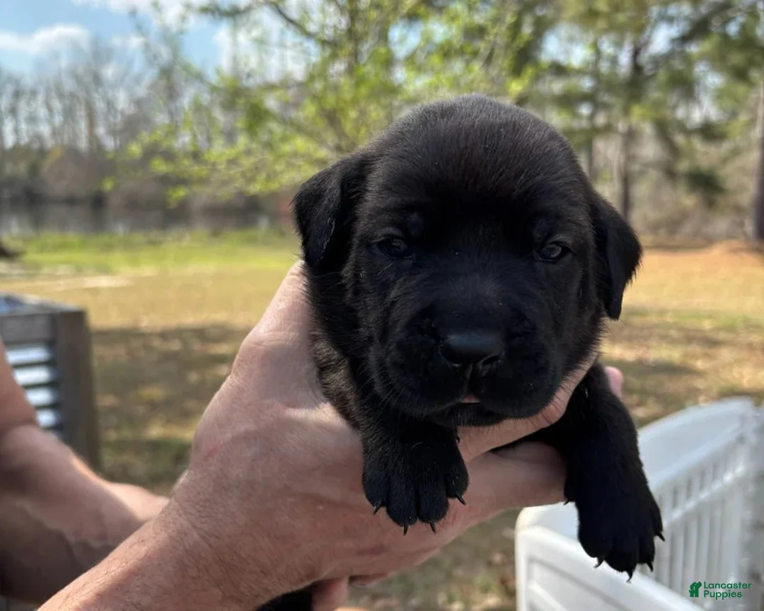 Mixed Breed dogs for sale: Pink - Ad 2