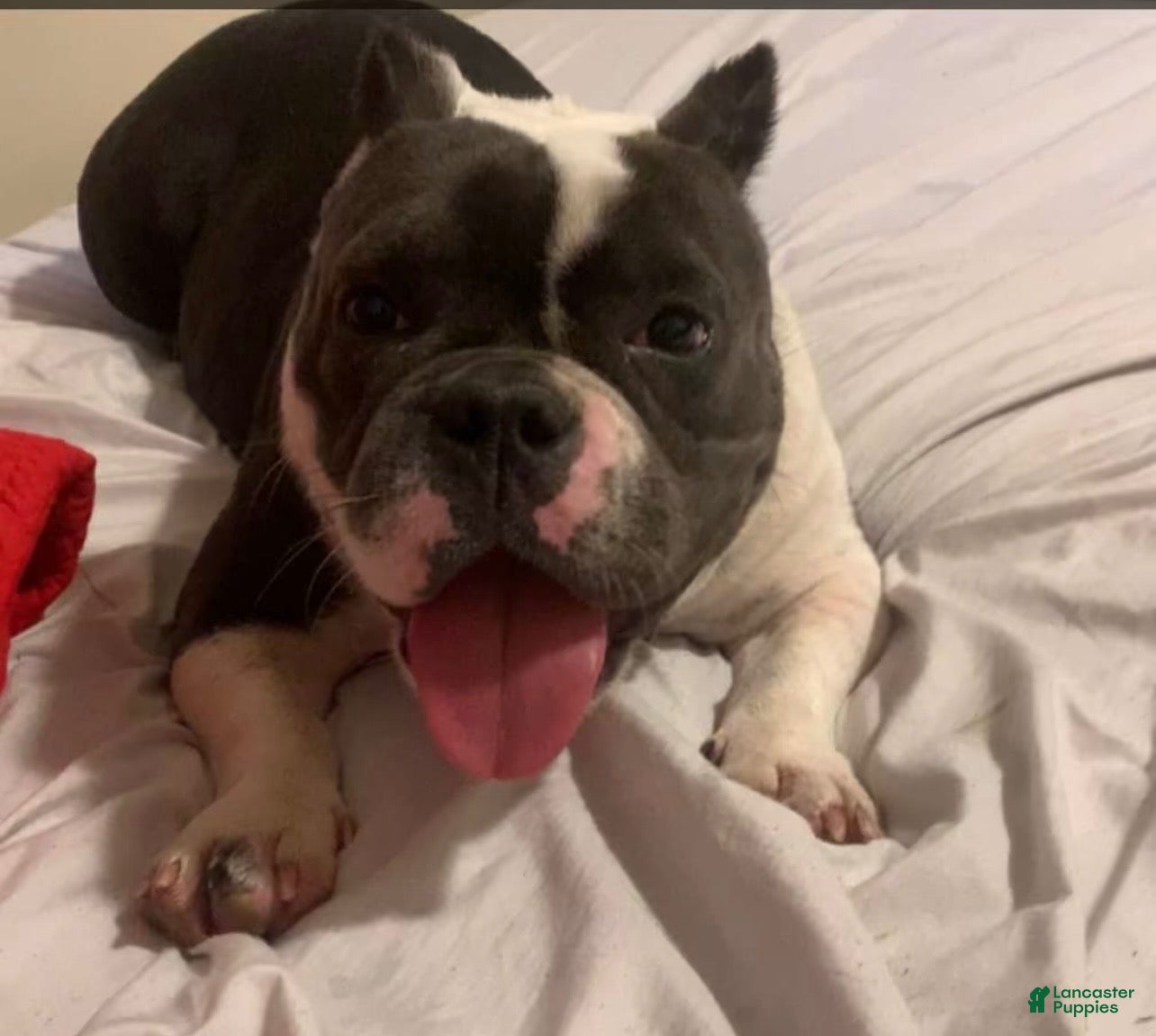 American Bully dogs Princess - Ad 1