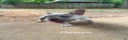 French Bulldog dogs for sale: Reggie - Ad 7
