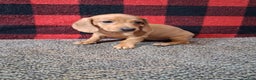 Miniature Dachshund dogs for sale: Nevaeh - Ad 5