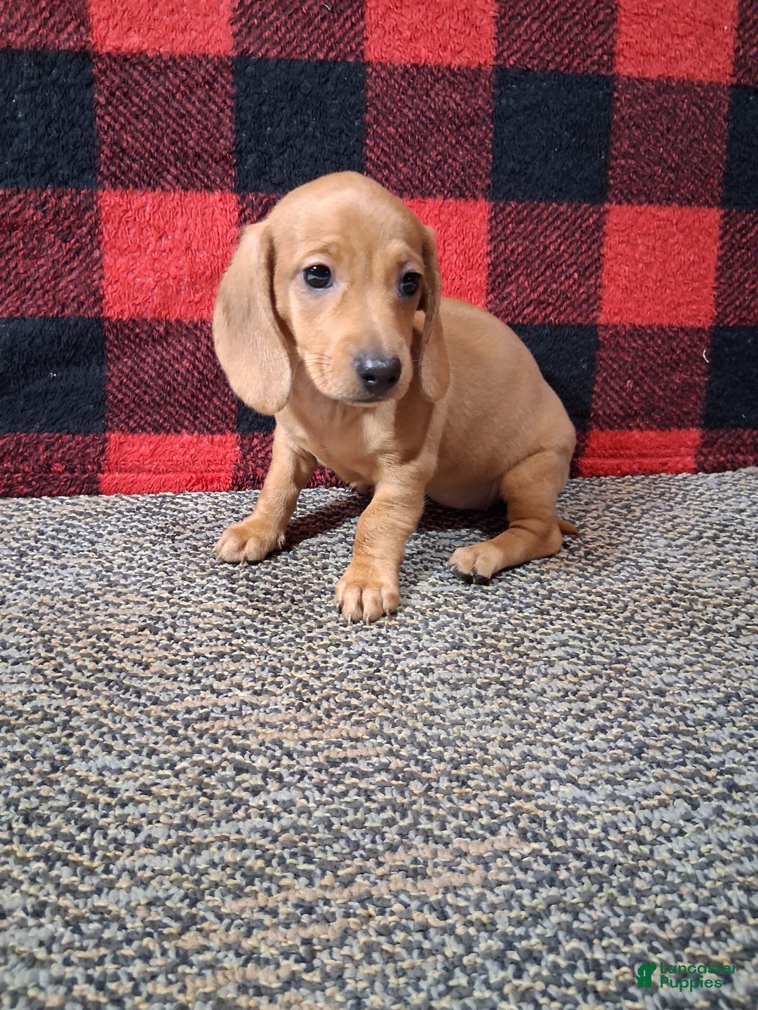 Miniature Dachshund dogs for sale: Nevaeh - Ad 5