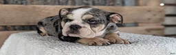 English Bulldog dogs for sale: Zane - Ad 8