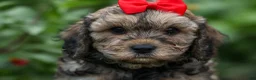 Cavapoo dogs for sale: Viking 🐶 - Ad 2