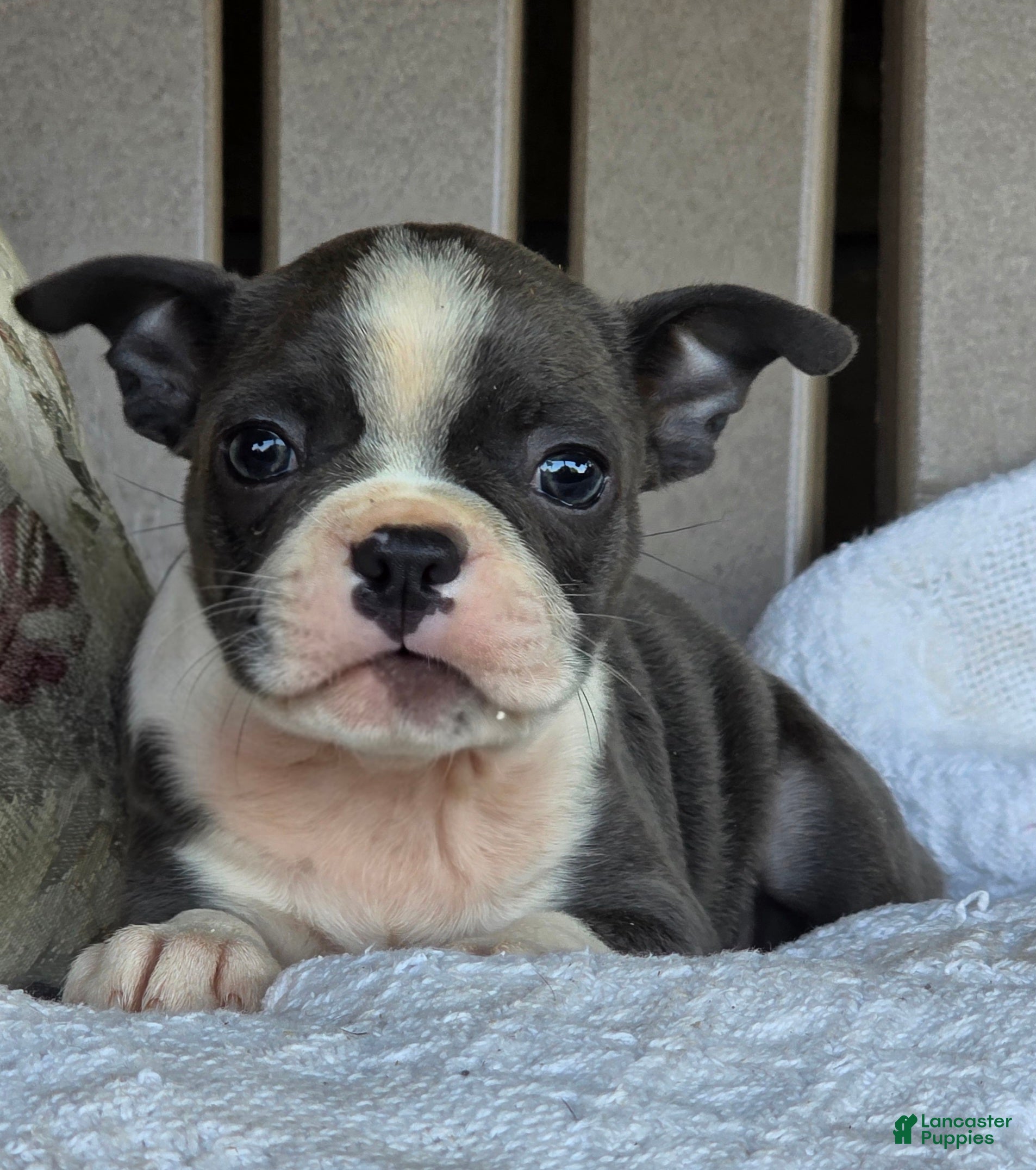 Boston Terrier dogs Rosie - Ad 1