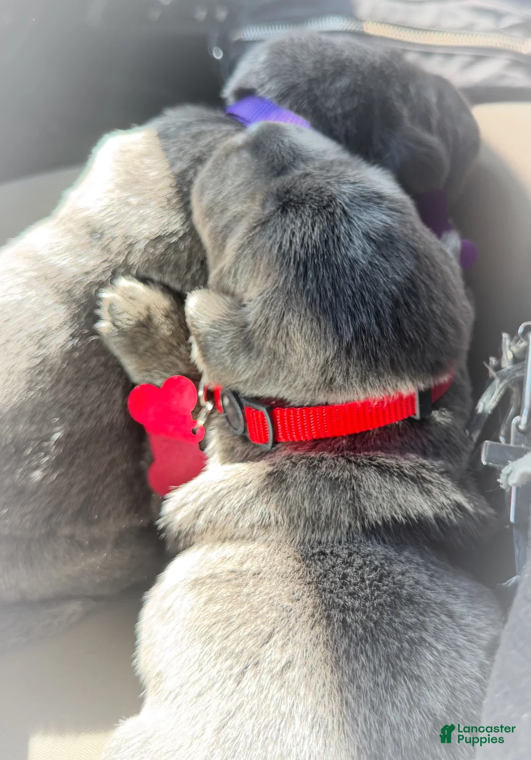 Labrador Retriever dogs for sale: Labrador Retriever Puppy 1 - Ad 15