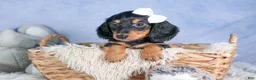 Miniature Dachshund dogs for sale: 🐾 MEET VIKING 🐶❤️ - Ad 20