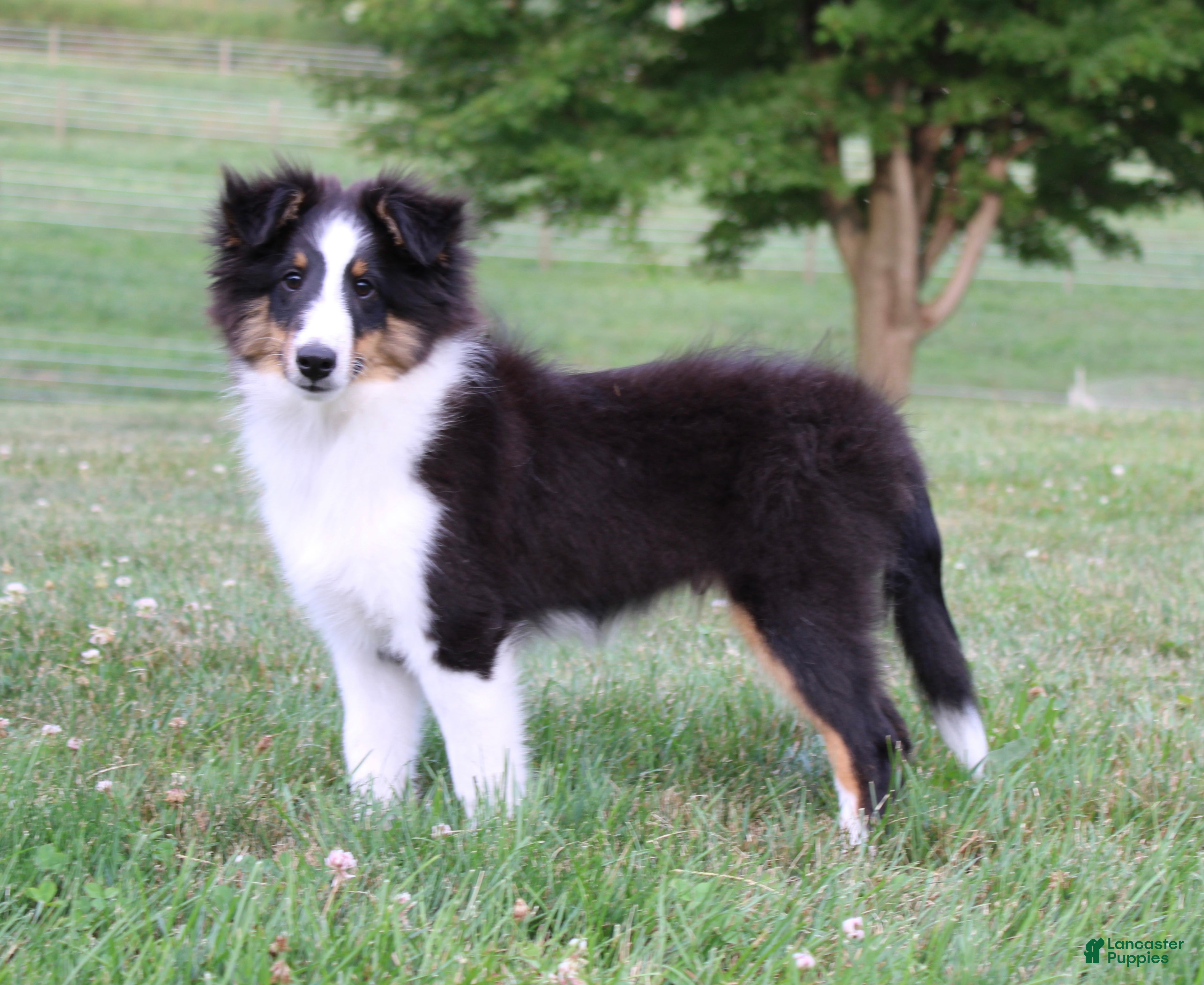 Shetland Sheepdog dogs Si Si  - Ad 2