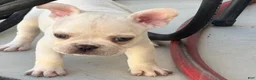 French Bulldog dogs for sale: French Bulldog 2 - Ad 2