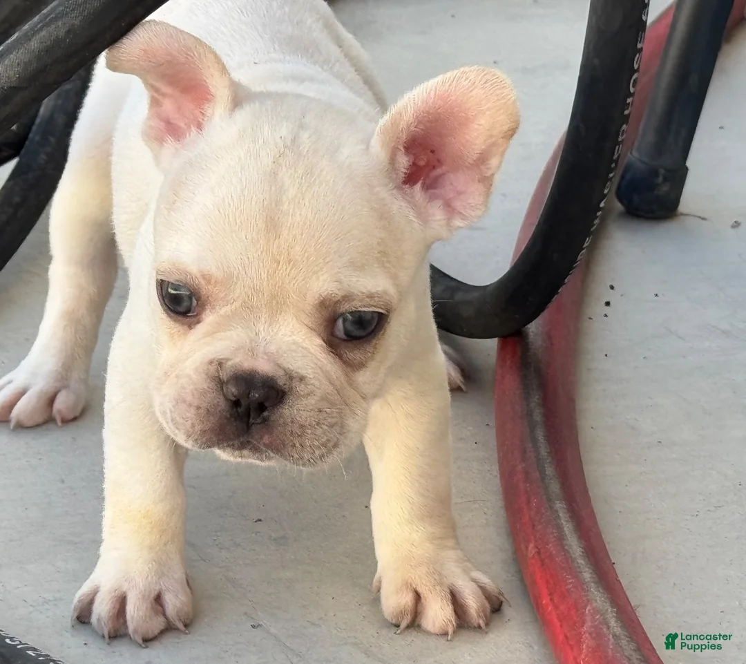French Bulldog dogs for sale: French Bulldog 2 - Ad 2