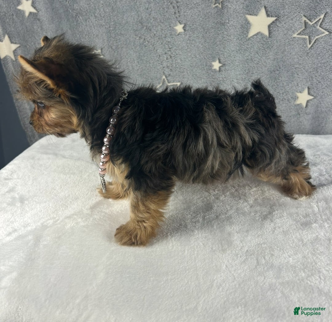 Yorkshire Terrier dogs for sale: Poppy - Ad 4
