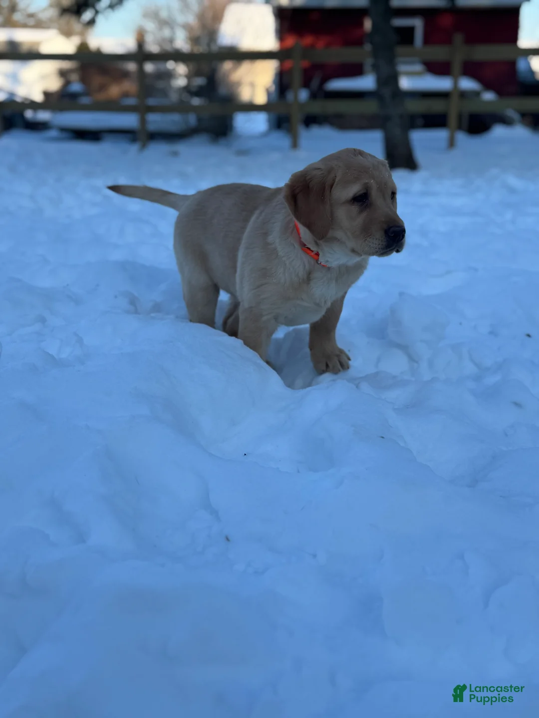 Goldador dogs for sale: Sadie - Ad 10