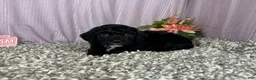 Miniature Poodle dogs for sale: Miniature Poodle 1 - Ad 4