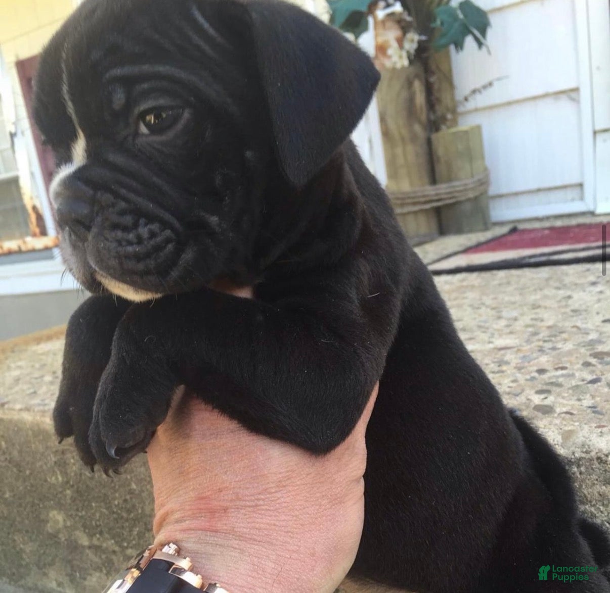 English Bulldog dogs English Bulldog 4 - Ad 13