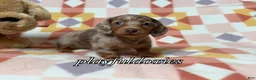 Miniature Dachshund dogs for sale: AKC Isabella Dapple Long Haired Female  - Ad 5