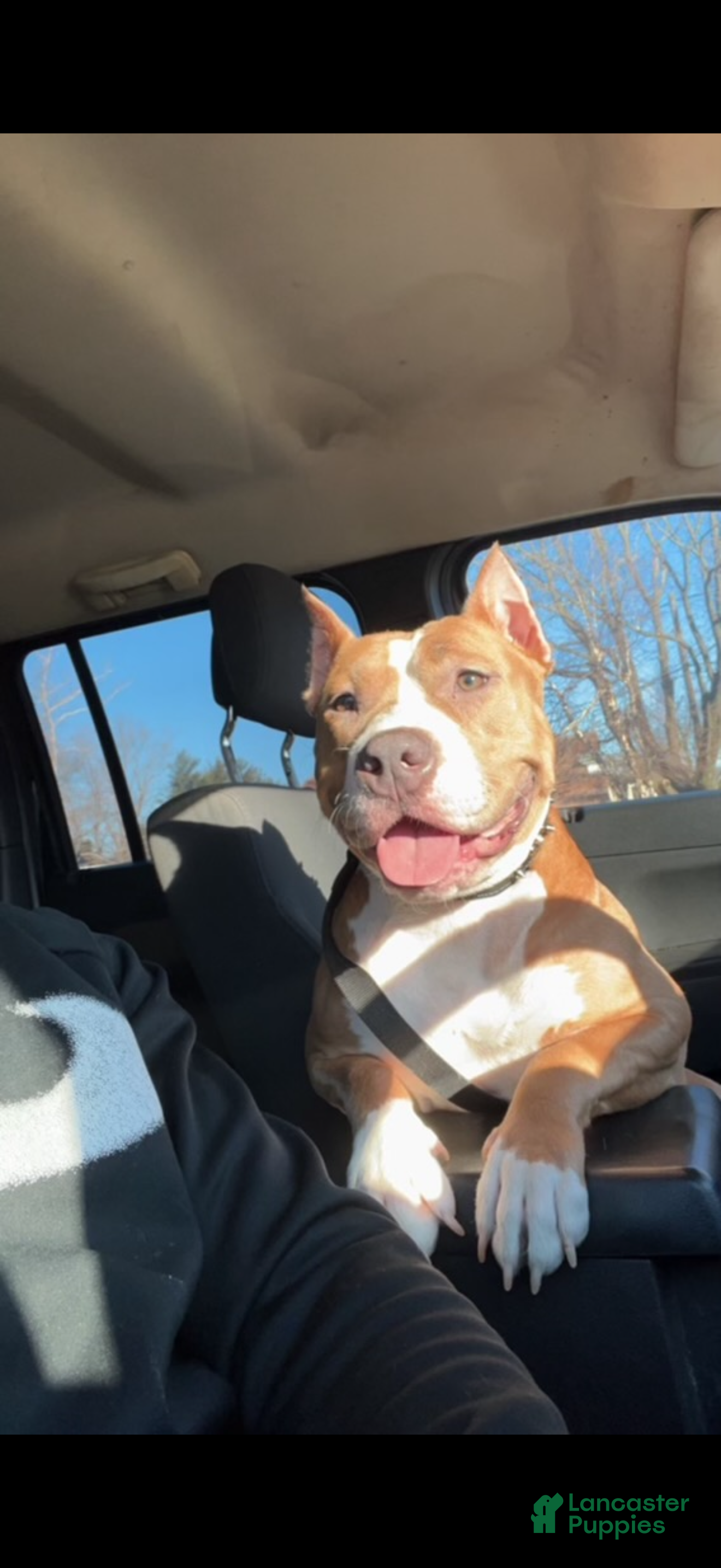 American Bully dogs American Bully 1 - Ad 25