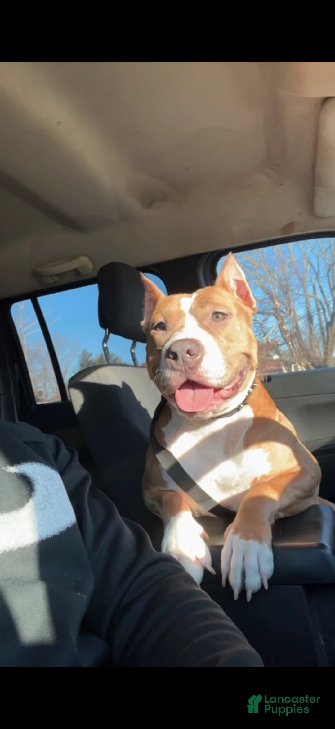 American Bully dogs for sale: American Bully 1 - Ad 1