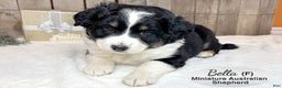 Miniature Australian Shepherd dogs for sale: Bella - Ad 4