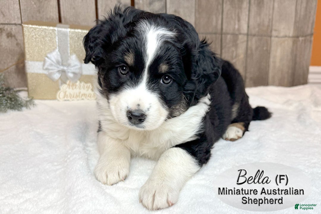 Miniature Australian Shepherd dogs for sale: Bella - Ad 4