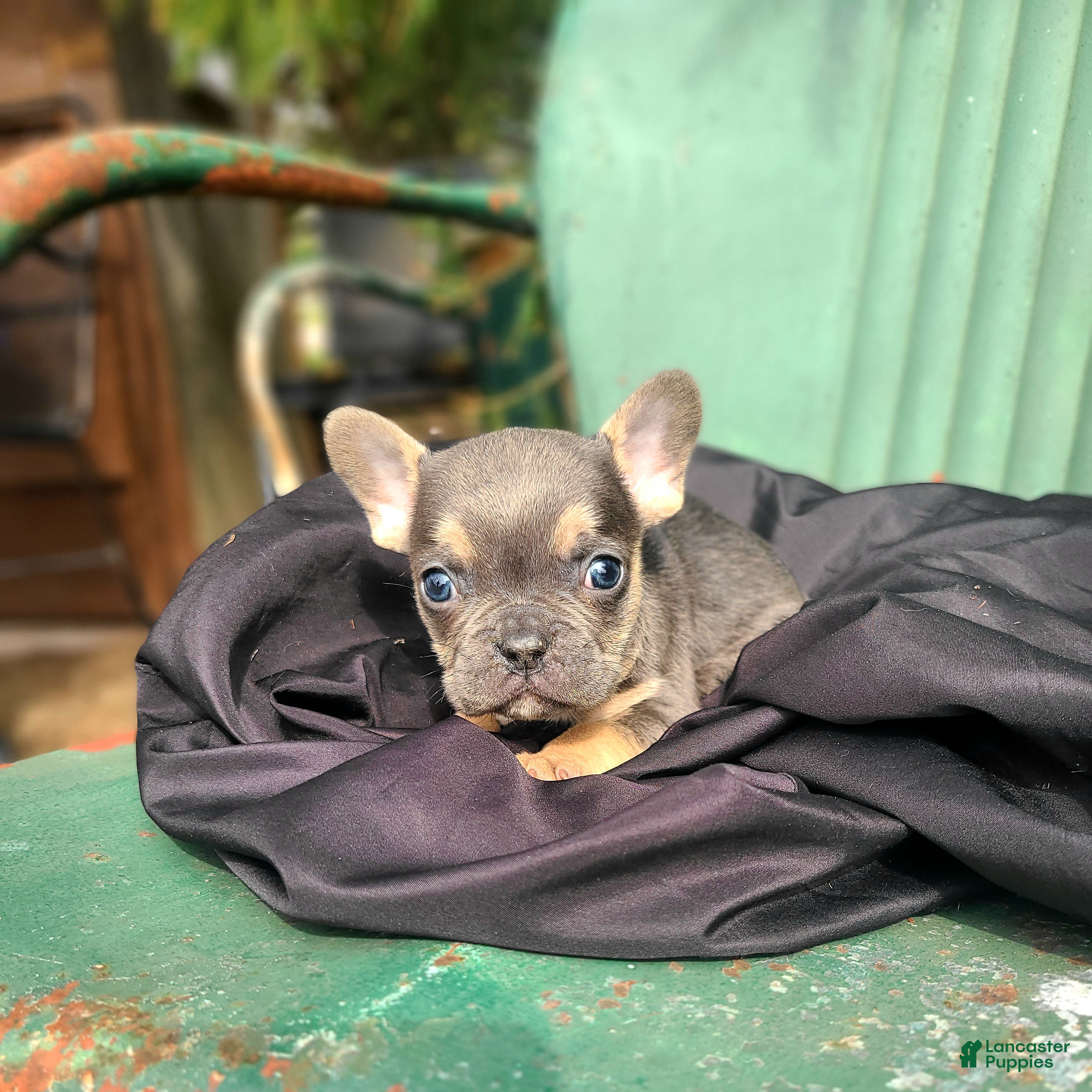 French Bulldog dogs Monty - Ad 1