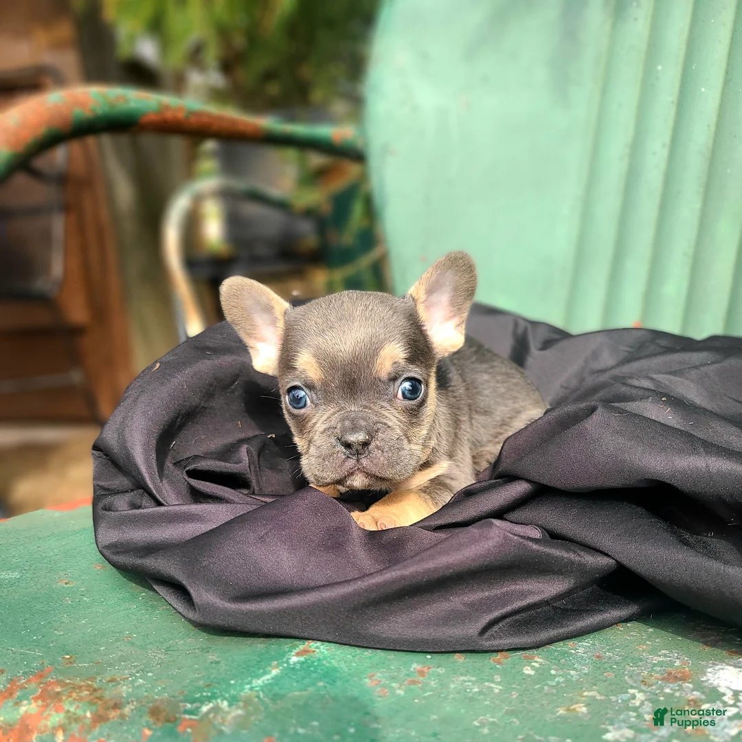 French Bulldog dogs for sale: Monty - Ad 1