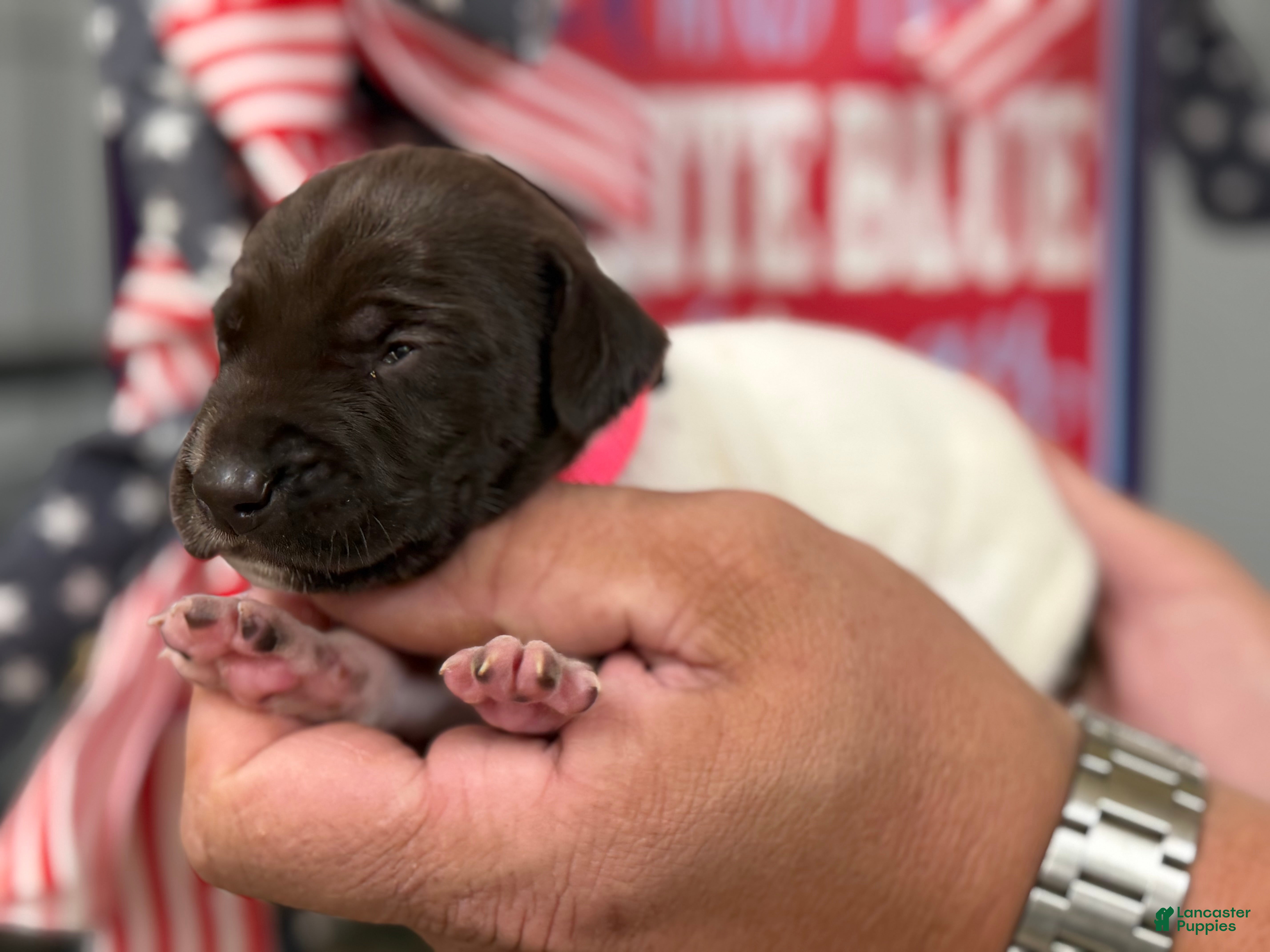 German Shorthaired Pointer dogs Freedom  - Ad 2