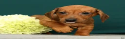 Miniature Dachshund dogs for sale: Paxton - Ad 5
