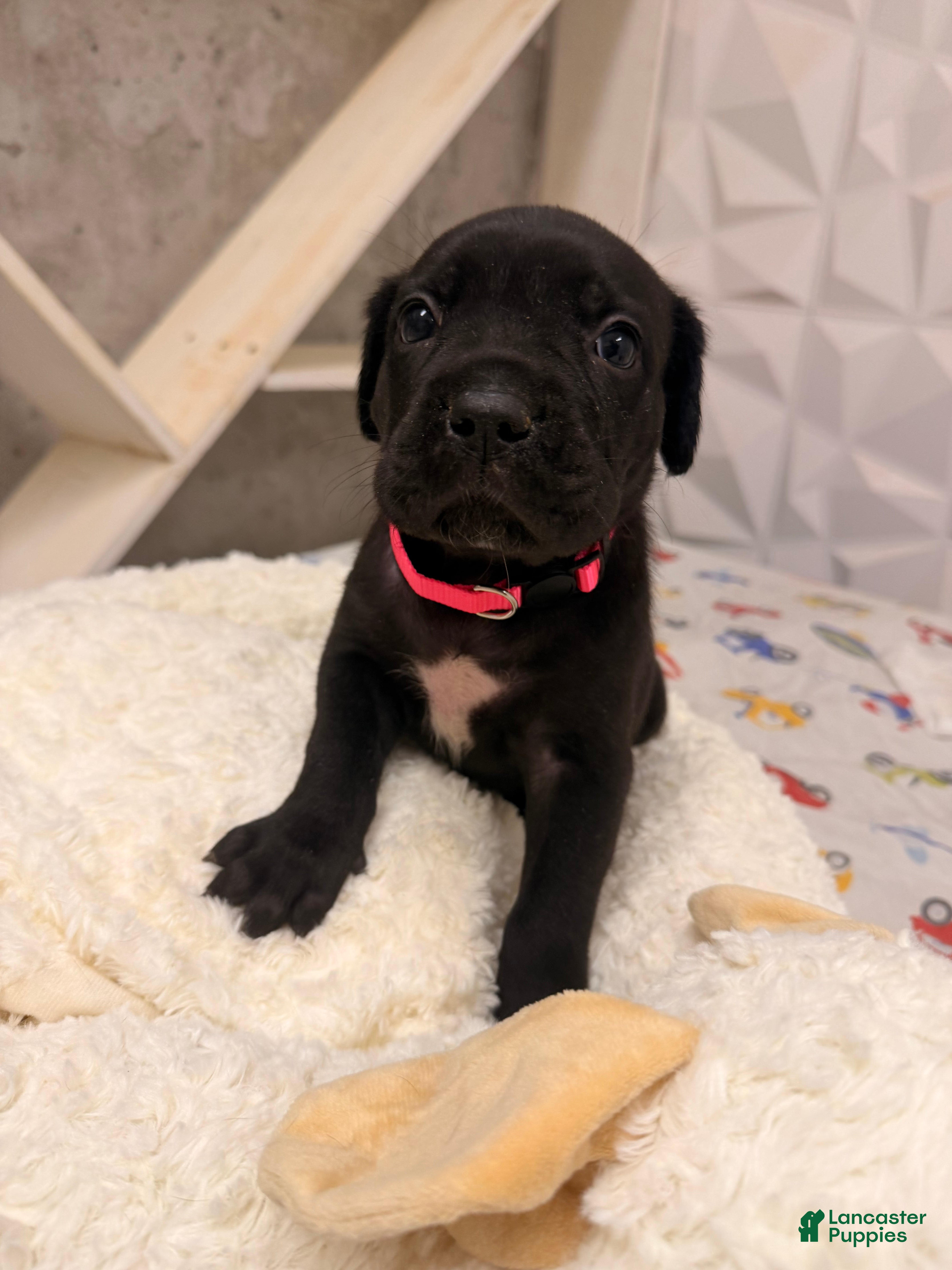 Cane Corso dogs Cane Corso Puppy 3 - Ad 19